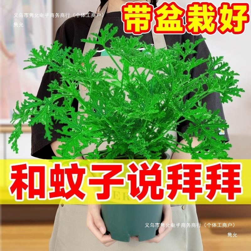 Mosquito Repellent Potted Plants, Outdoor and Indoor Green Plants, Mosquito Repellent Seeds, Courtyard Fragrant Leaves, Geranium Flowers, Anti-Mosquitoes