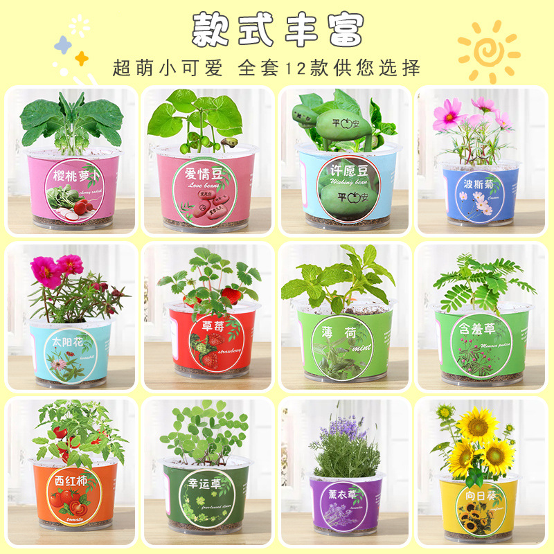 Creative Kidsren's Fruit and Vegetable Small Potted Plants Student Mini Desktop Potted Plants Kindergarten Science Experiment Fruit and Vegetable Planting Cup
