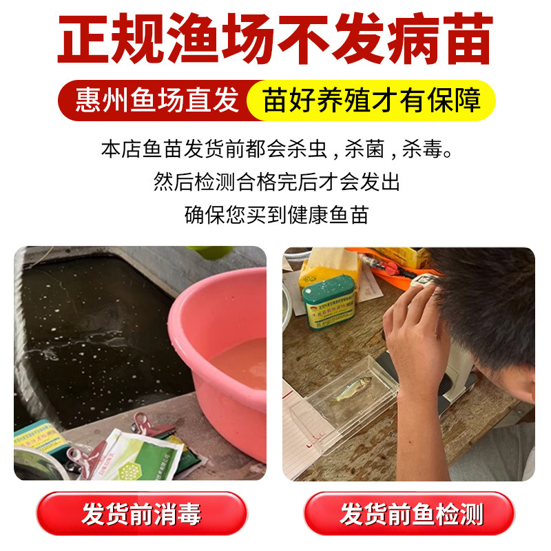 Zhongke No. 5 Golden Crucian Carp and Crucian Carp Fry Project Xiangyun Crucian Carp Soil Crucian Carp Freshwater Culture Edible Live Large Grass Carp Fry