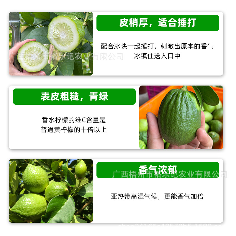 【Direct from the Origin】Guangdong Perfume Lemon Grade 1 Fruit, Fresh for Milk Tea Shops, 5 Pounds 5kg Directly from the Source, Sour and Fragrant