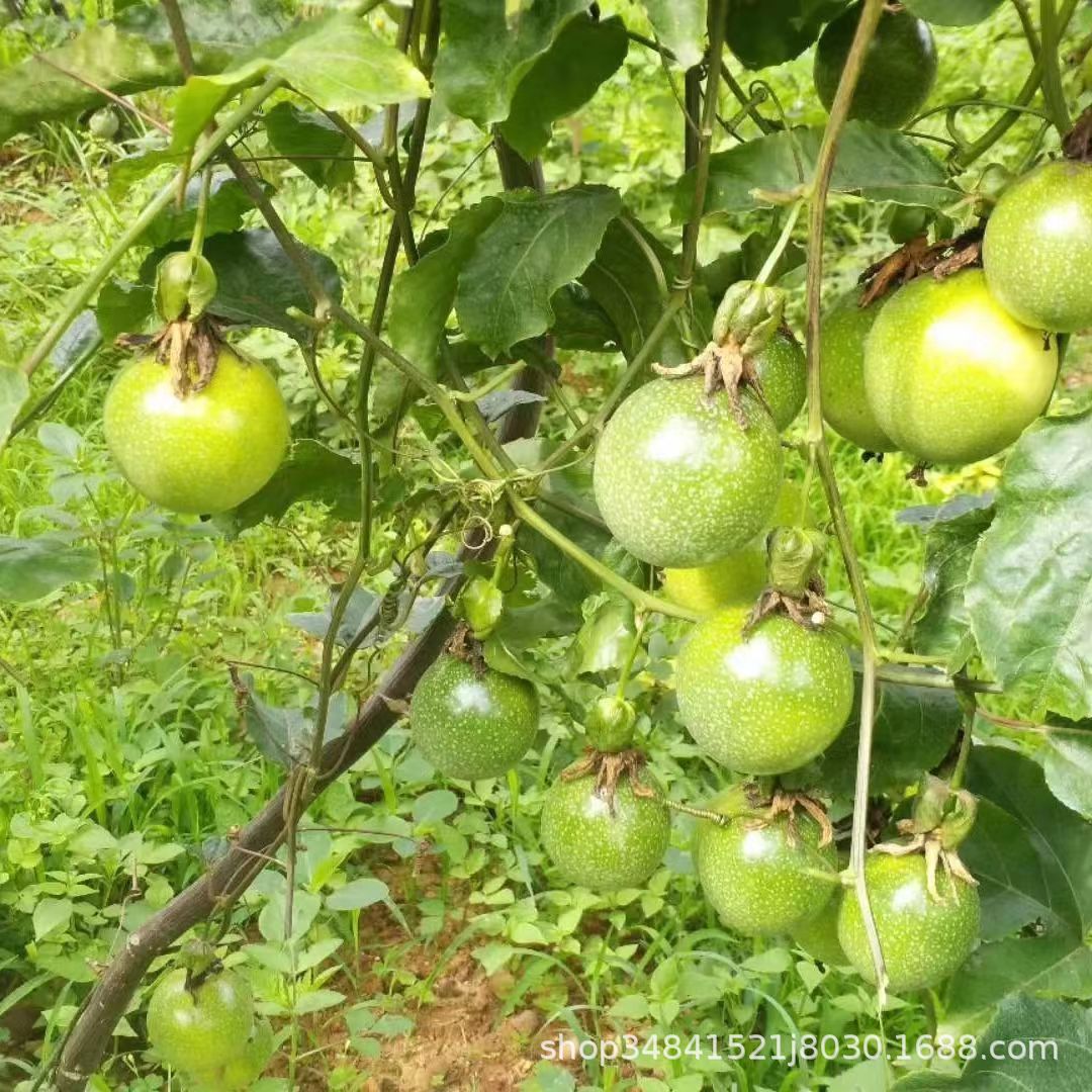 Qinmi No. 9 Golden Passion Fruit Is Supplied All Year Round from the Origin and First-Hand Source. Seasonal Fresh Fruit Golden Passion Fruit