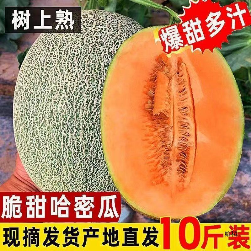 Hainan Direct Delivery Cantaloupe Fresh Fruit Western Melon Netted Melon No. 25 Sweet Cantaloupe Seasonal Whole Box Free Shipping