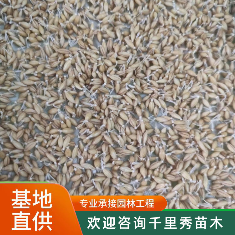 Wholesale Cat Grass, Barley Grass Seeds, Hydroponic Pasture Seeds, Barley Grass, Rice, Wheat, Wheat, Bare Wheat Lawn, New in the Same Year