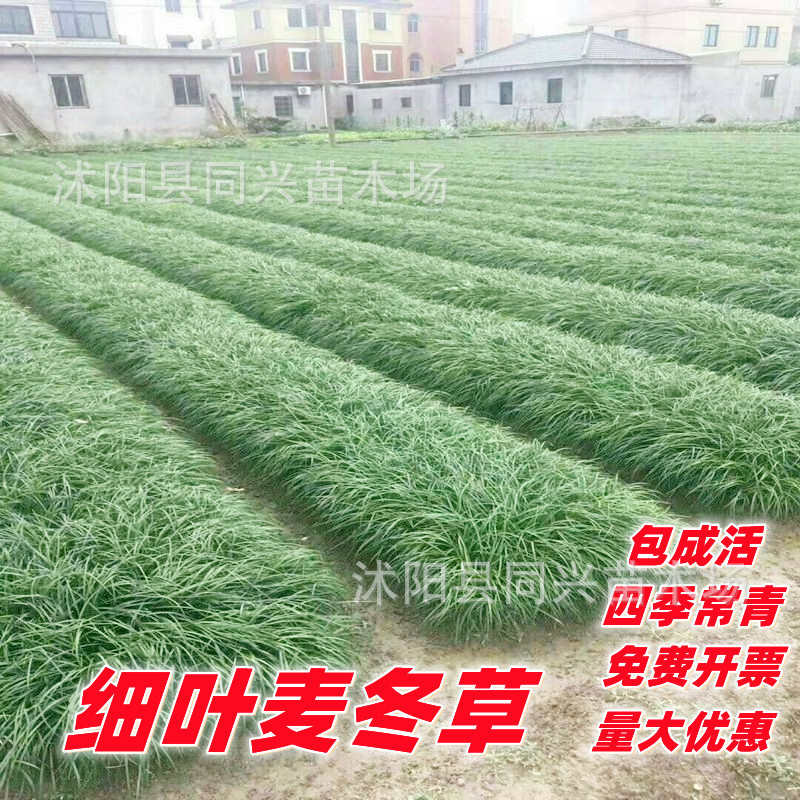 Ophiopogon Japonicus, Jade Dragon Grass, River Grass, Greening and Soil-Free Japanese Dwarf Ophiopogon Japonicus Seedlings, Shade-Tolerant and Easy-To-Survive Ground Cover Plants