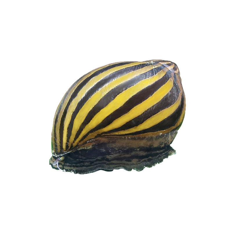 Ornamental Snail Apple Mysterious Yellow Snail Gold Zebra Onion Tool Snail Black King Kong Watermelon Snail Cleaning Algae Removal Living Snail