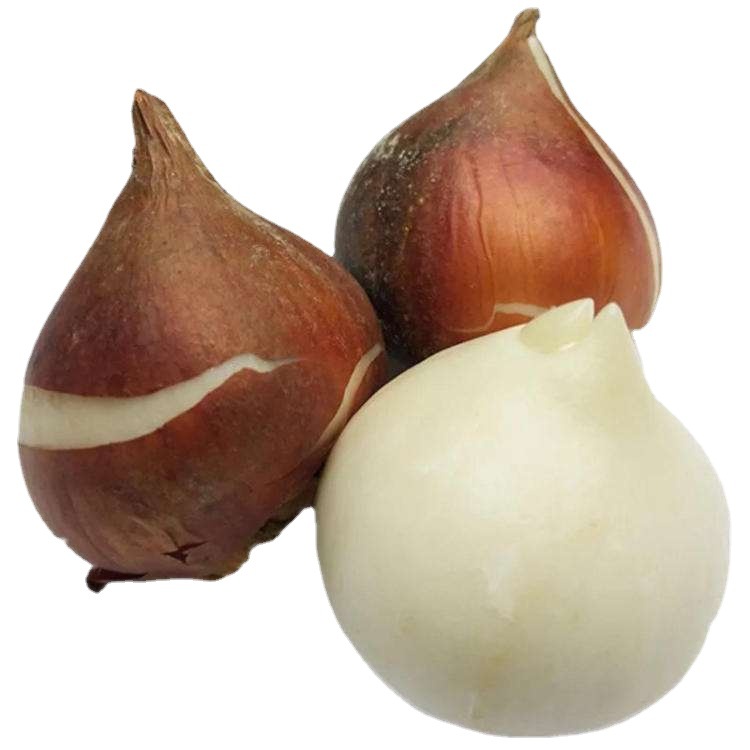 Hydroponic Tulip Bulbs with Buds 5 Degree Bulbs Bloom in All Seasons and Cold-Resistant Florals Balcony Flower Plant Potted Plants