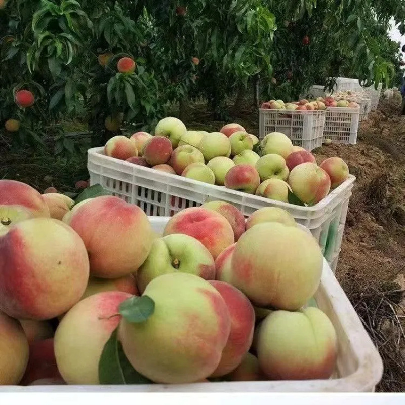 Shandong Breakout Peach Fresh Fruit Peach Free Shipping in Season Peach Dropshipping