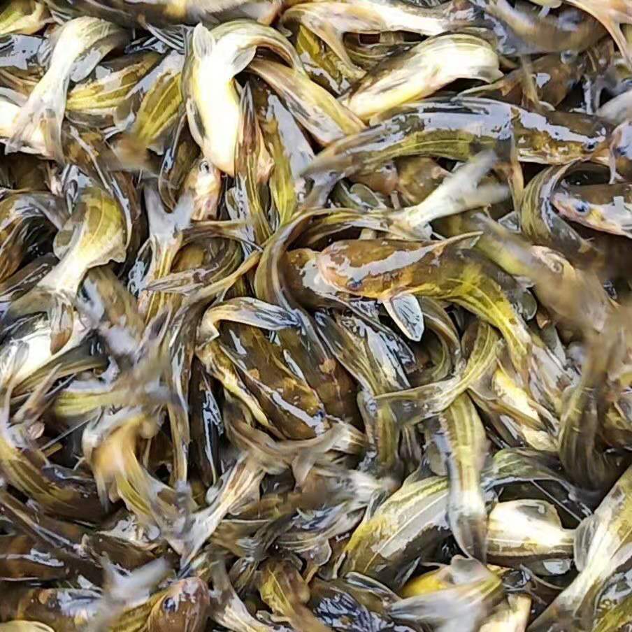 High-Quality All-Realgar Catfish Seedlings, Yellow-Bone Fish, Yellow-Bone Fish, Yellow-Spicy Croaker Seedlings, Ang-Thorn Fish Seedlings, Live Package, Delivered to Your Home