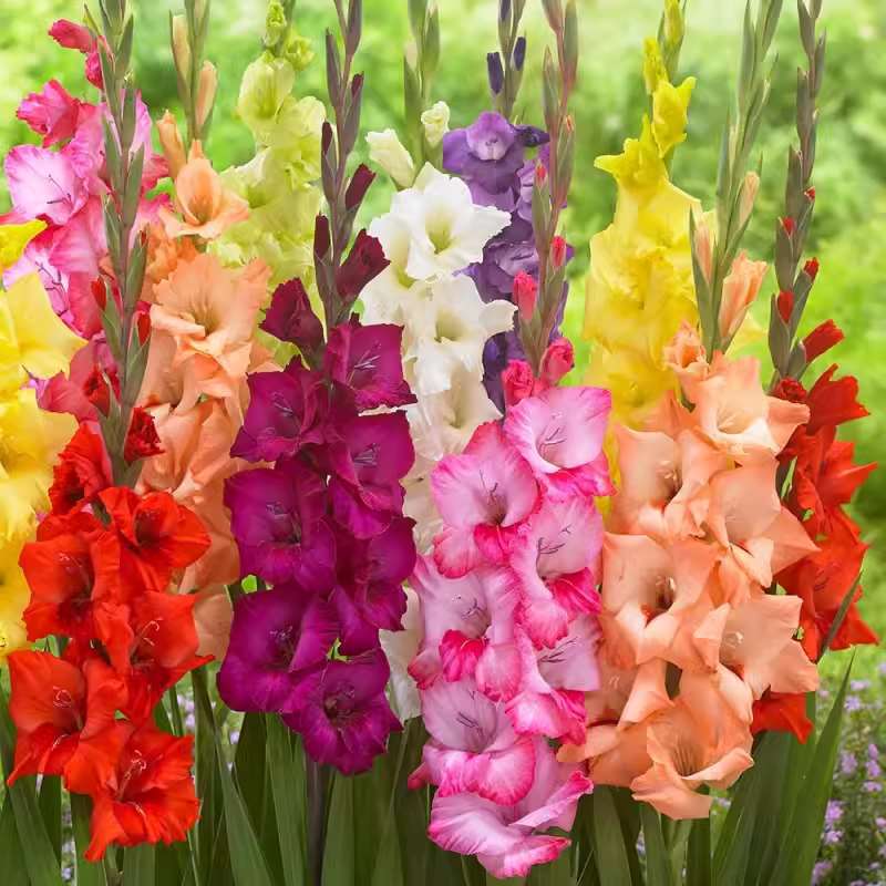 Gladiolus Bulbs Imported Gladiolus Seeds Are Simple and Easy to Live Indoor Potted Florals and Courtyard Ground Plant Bulbs