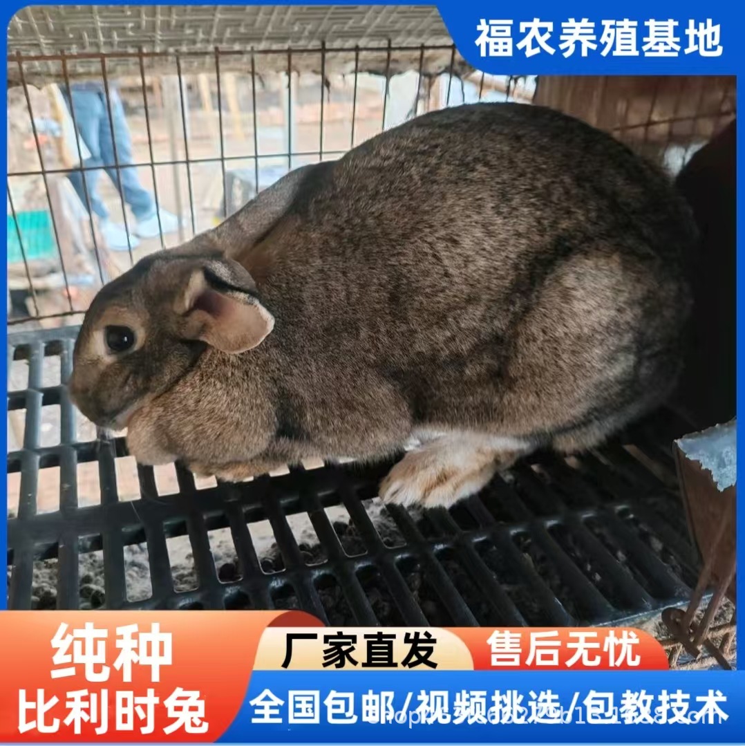 Purebred Belgian Rabbits, High-Quality Breeding Rabbits, Live Gray Belgian Meat Rabbits, Adult Rabbits, Direct from the Manufacturer, Guaranteed Quality