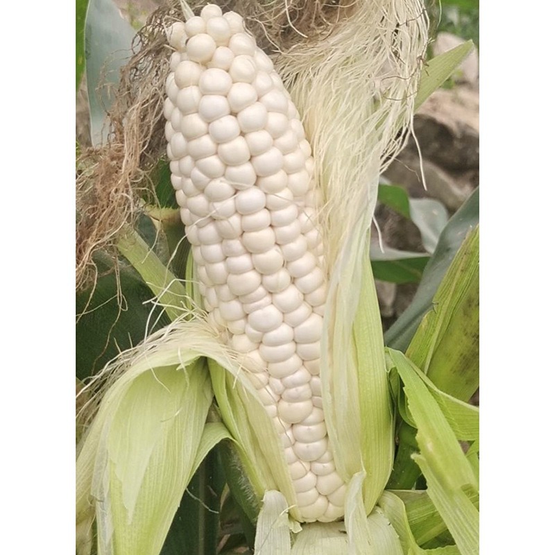 White Waxy Corn Seeds, White Waxy Corn Seeds, Fruit Corn Seeds, Fragrant, Soft and Waxy Winter High-Yielding Corn Seeds