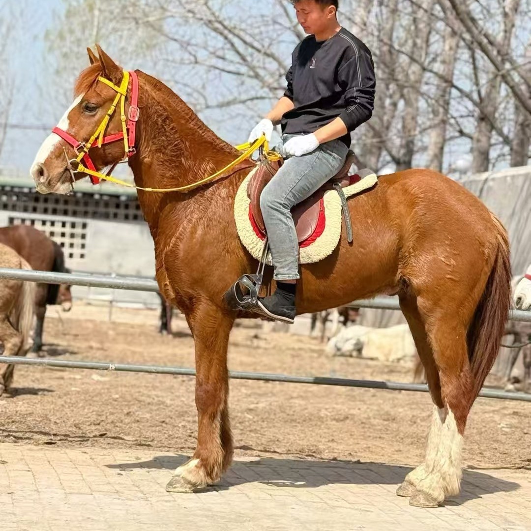 Children's Tutorial on Riding the Arabian Breed of Horses, Live Estate Hospitality Horses, Ornamental Carriage Horses for Sale and Recycling