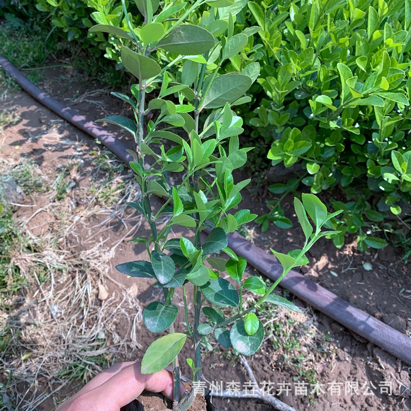 Boxwood Saplings for Courtyard, Cold-Tolerant Shrubs, Evergreen All-Season Engineering Greening Seedlings, Fence Wall Plants, Boxwood, Holly Balls