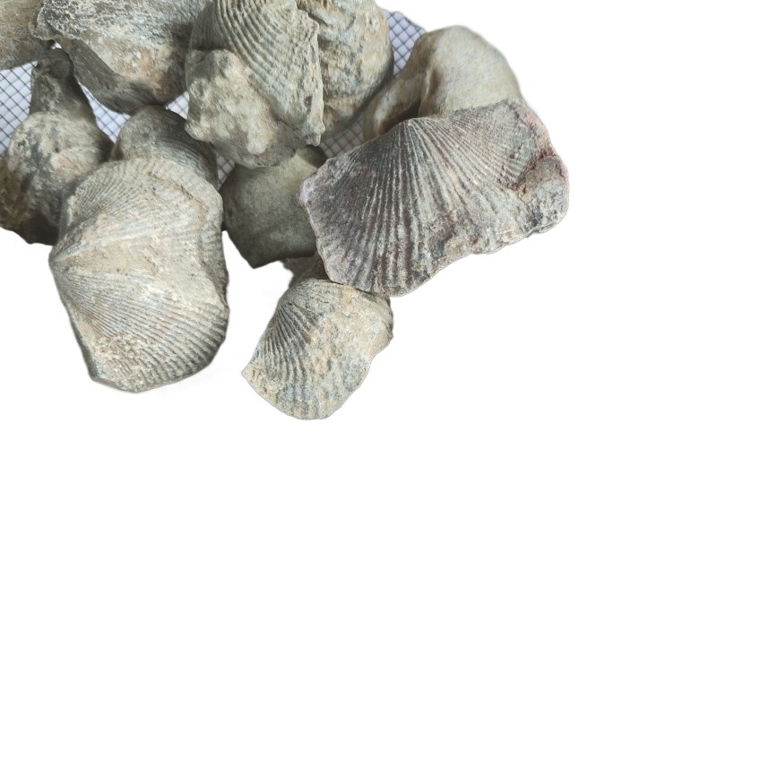 Shiyan, Shuifei Shiyan, Shiyanzi, Yanzishi, Chinese Herbal Medicine Shiyanzi, Large Quantity and Excellent Quality, Various Cold Backs