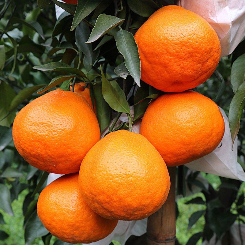 Ugly Orange Sichuan Navel Mandarin Sweet Mandarin不知火 Ugly Orange Whole Box 5kg Free Shipping