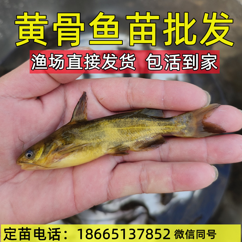 Yellow Spicy Diced Fish Fry, Yellow Catfish Fry, Yellow Bone Fish Fry, Yellow Duck Fry, Yellow Freshwater Cultured Edible Fish Live Animals