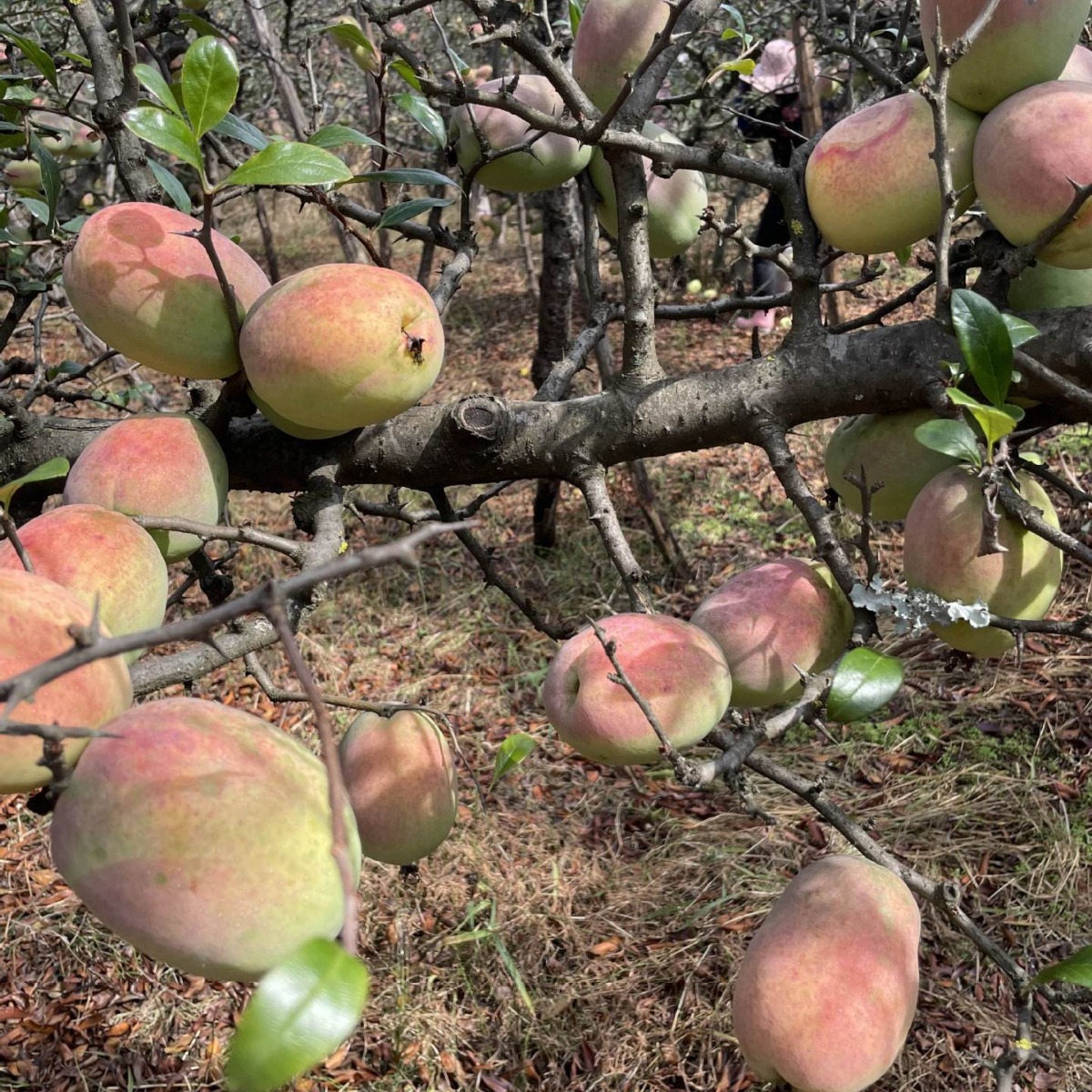 Fresh Sour Papaya from Dali, Yunnan, Free Shipping, Fresh Sour Fruit from Lincang, Wild Green Papaya Soaked in Wine for Pregnant Women, Sour and Crispy