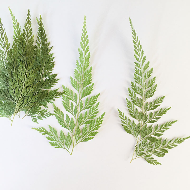 Green Black Fern Plant Specimen Kindergarten Handmade Leaf Sticker Mobile Phone Shell Baffle Table Lamp Dropping Glue Dried Flower Embossing