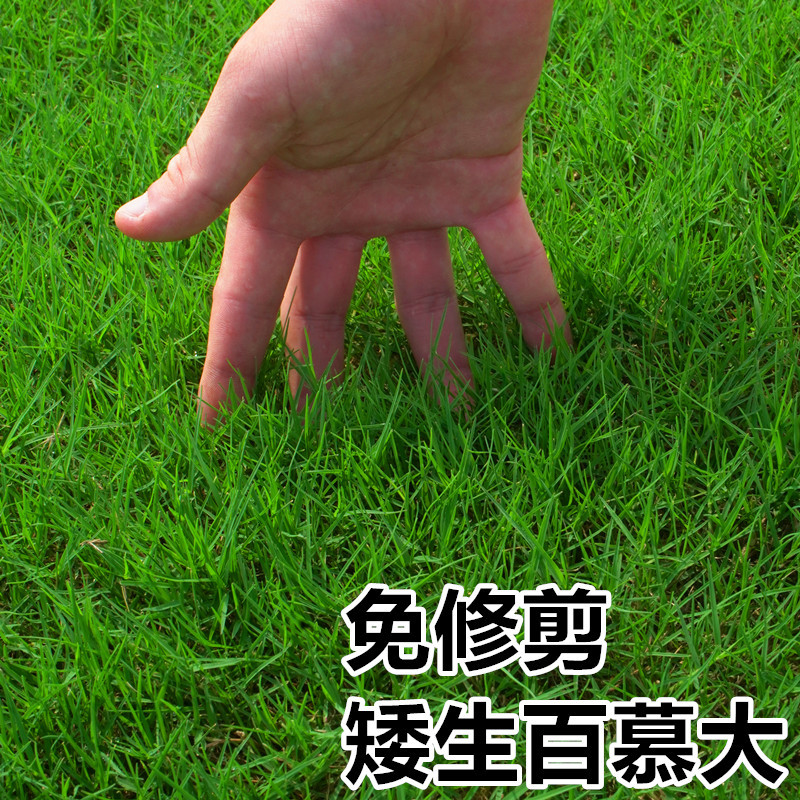 Bermuda grass seeds are evergreen and trample-resistant turf grass seeds greening lawn seeds football field dwarf grass seeds