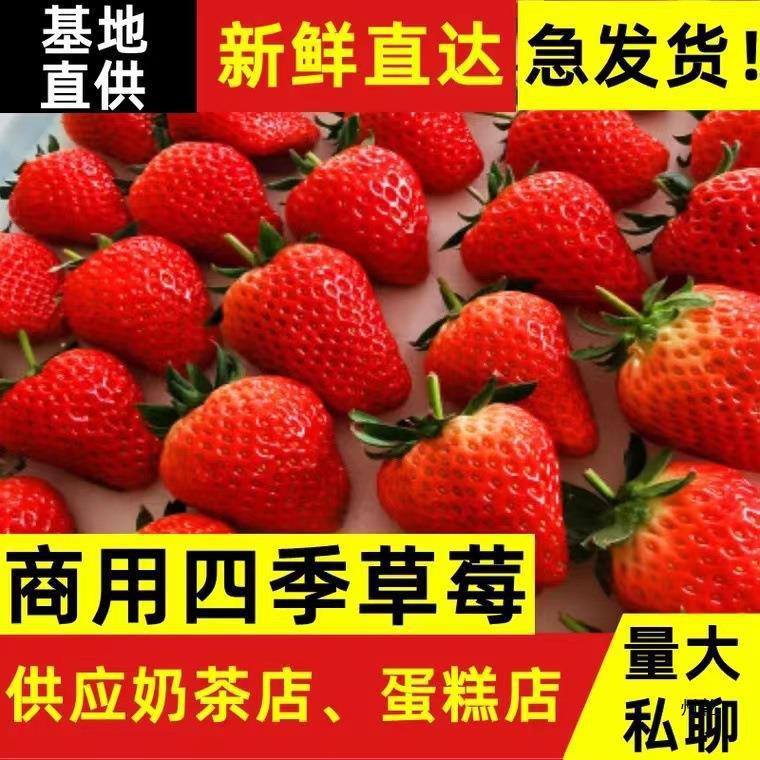 Fresh Yunnan Strawberries for All Seasons, Large Commercial Strawberries, 5kg Bulk Base Direct Delivery for Tea Drinks, In-Stock Baked Grass Jelly