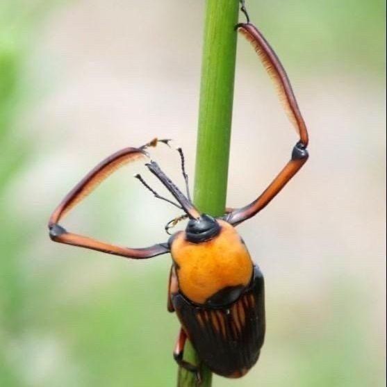 Artificially Bred Seed Insects, Bamboo Insects, Coconut Insects, Bamboo Insects, Insects, Live Insects, New Cocoon Packages, Delivered to Your Home