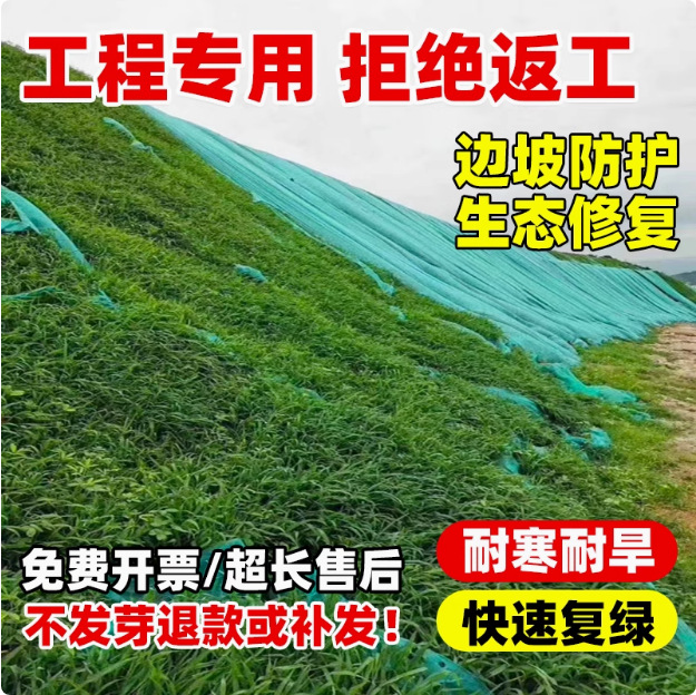 Lawn Grass Seed Slope Protection Bermudagrass Manila Evergreen Courtyard Carpet Turf Greening Ryegrass Seed Larvae