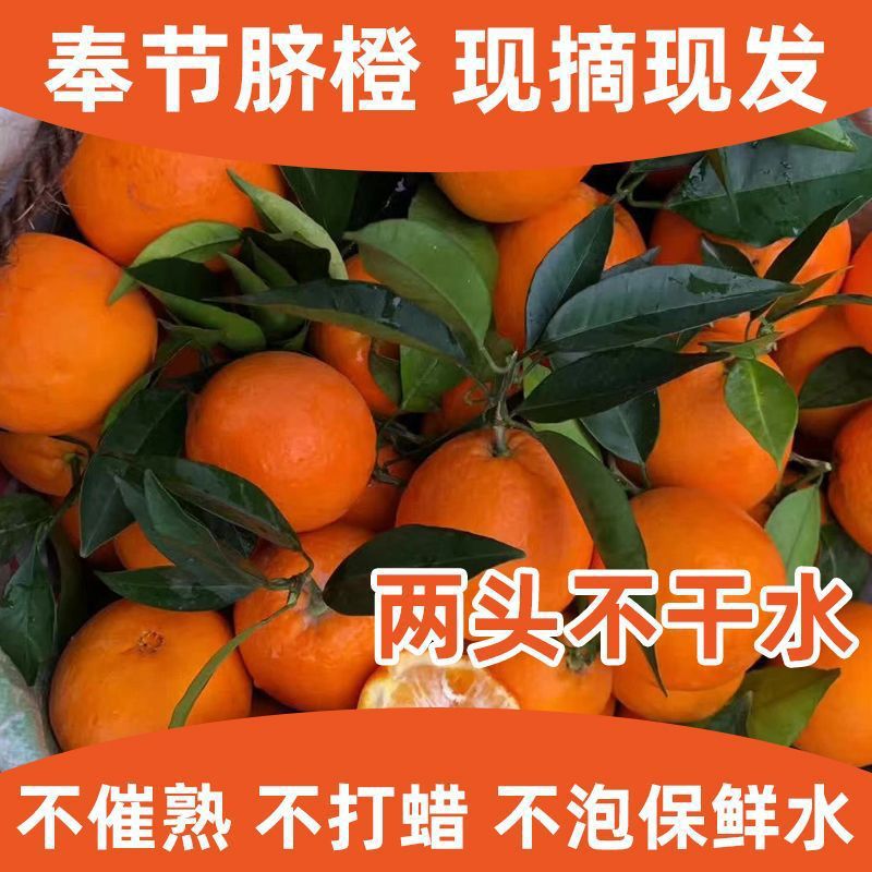 Chongqing Fengjie Newhall Tangerine Sweet 5kg Oranges Freshly Picked Fruit Gift Box 10kg Wholesale from Factory
