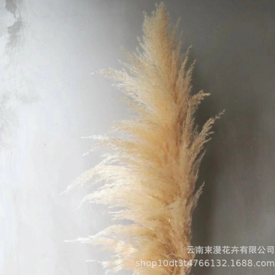 Pampas Grass Dried Flower Bouquet Wedding Decoration Photo Props Reeds Large Pampas Grass Air-Dried