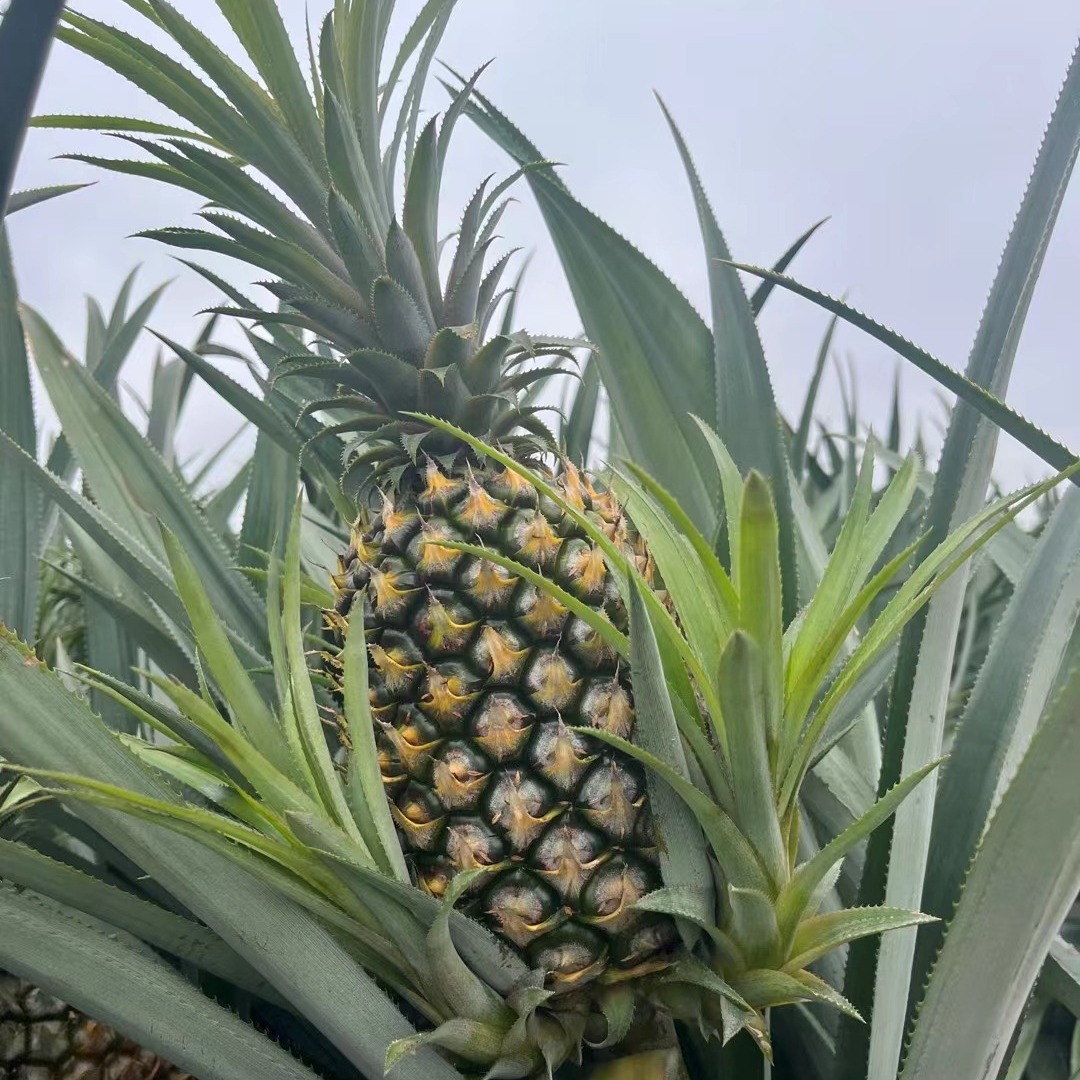 Fresh Hainan Golden Diamond Pineapple, Not Xuxin Pineapple, Hand-Torn, Whole Box, Dropshipping Available, Sweet and Juicy