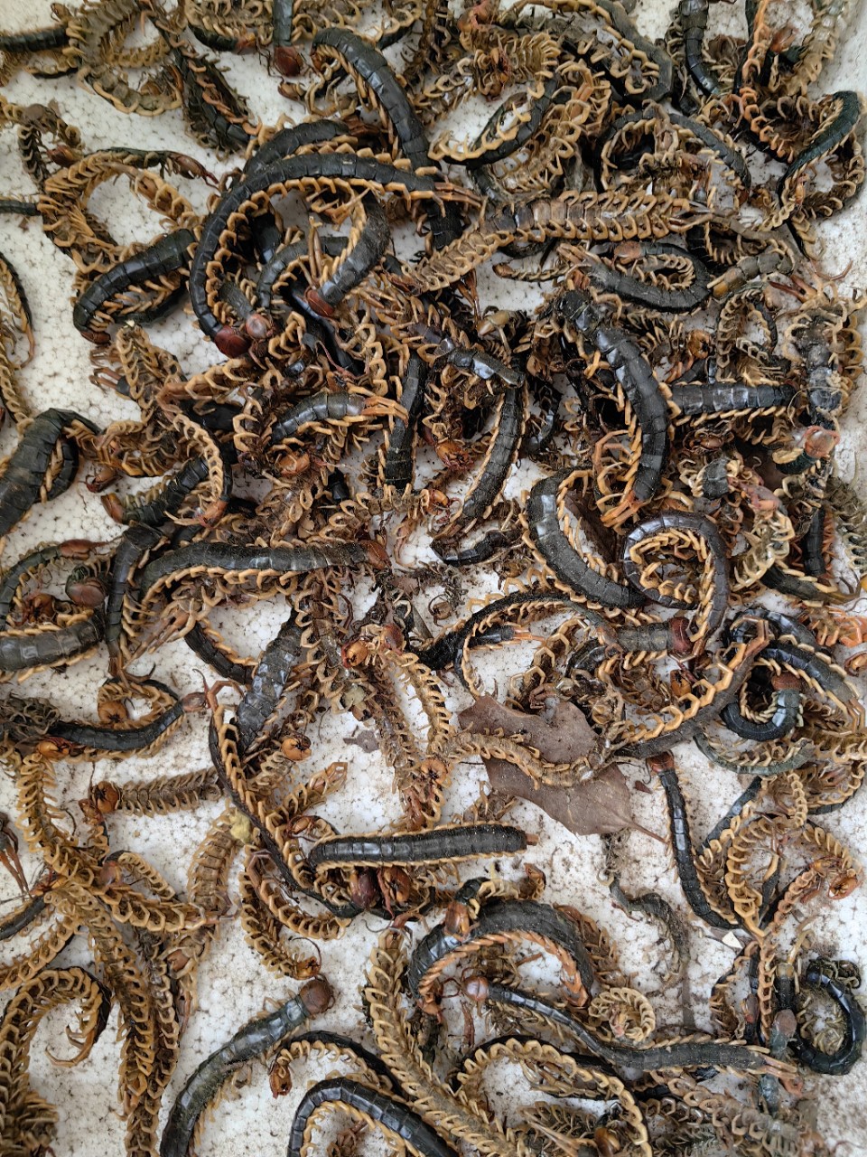 Лекарственные материалы из многоножек, сушеные многоножки, мясо красноголовой многоножки, многоножки без бамбуковых шпажек 8-22 см, бесплатная доставка скорпионов