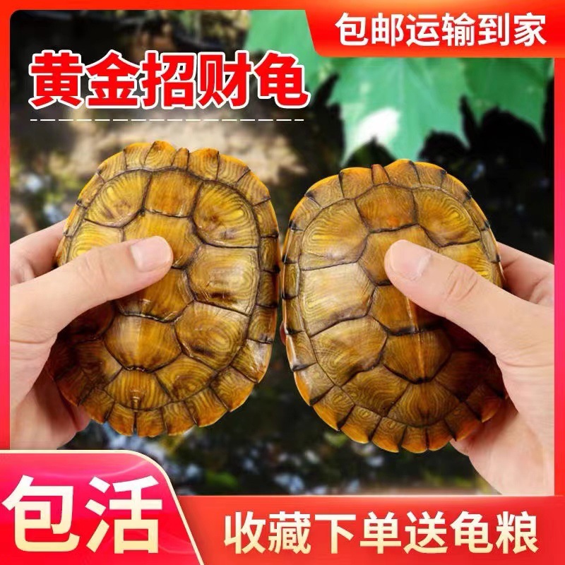 Source Factory Live Tortoise Brazilian tortoise seedling farm wholesale outer pond red-eared pet tortoise size live turtle