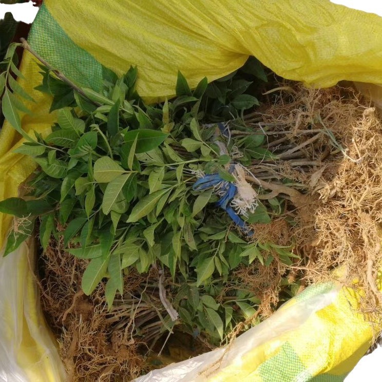 Authentic Jiangxi Zhonghua Evodia Saplings Guangxi Tea Spicy Cuttings Taro Lacquer Smelly Rice Spicy Seeds Grafted