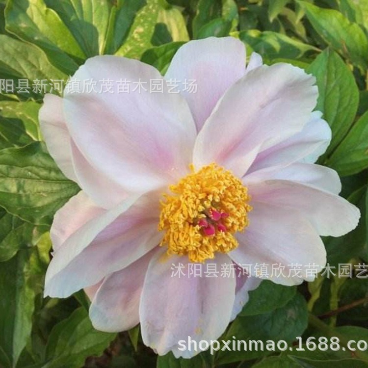 Peony Flower Seedlings with Buds, Cold-Resistant Roots, Easy to Survive in All Seasons, Indoor and Outdoor Flowering, Fragrant Peony Root Seedlings