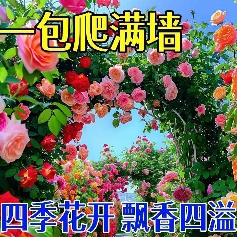 Cross-Border E-Commerce Rose Seeds Climbing Rose Vines Rose Bushes That Bloom in All Seasons Wall-Climbing Courtyard Indoor Flower Seeds