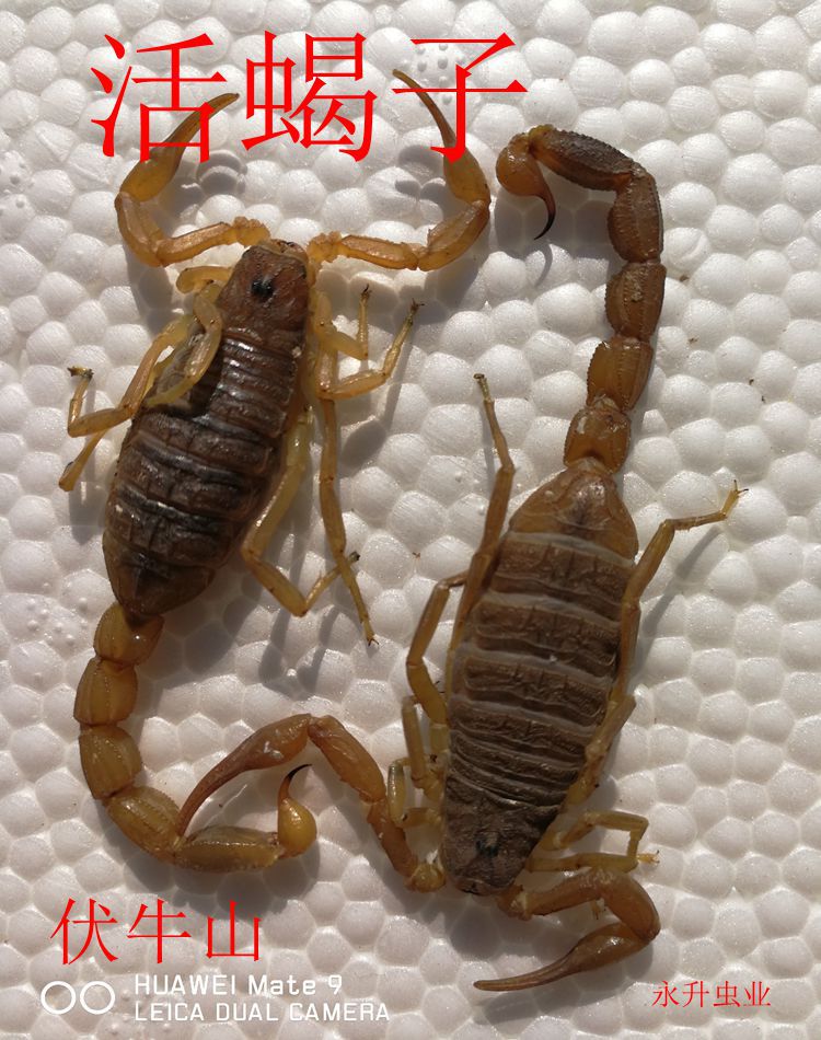 Live Scorpion Yimeng Full Scorpion Scorpion Live Wufu Mountain Full Scorpion Scorpion