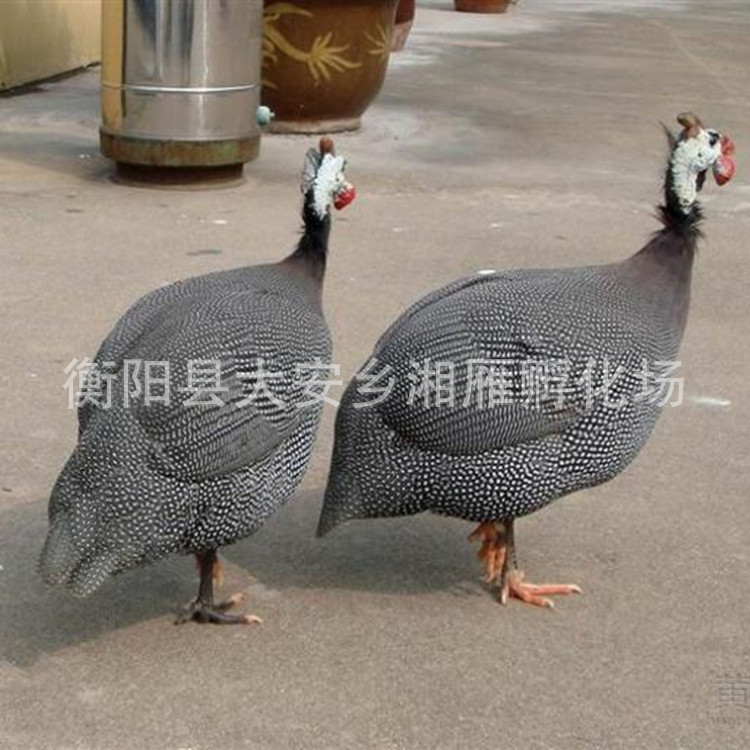 Фабрика инкубации цыплят жемчужного цвета, оптовая продажа ярких фазанов, живые цыплята, редкие цыплята императрицы