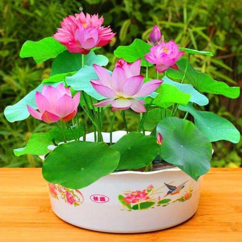 Four Seasons Sowing Bowl Lotus Seeds Have Been Opened Hydroponic Plants Water Lily Lotus Seeds Indoor Divided into Green Plants and Florals