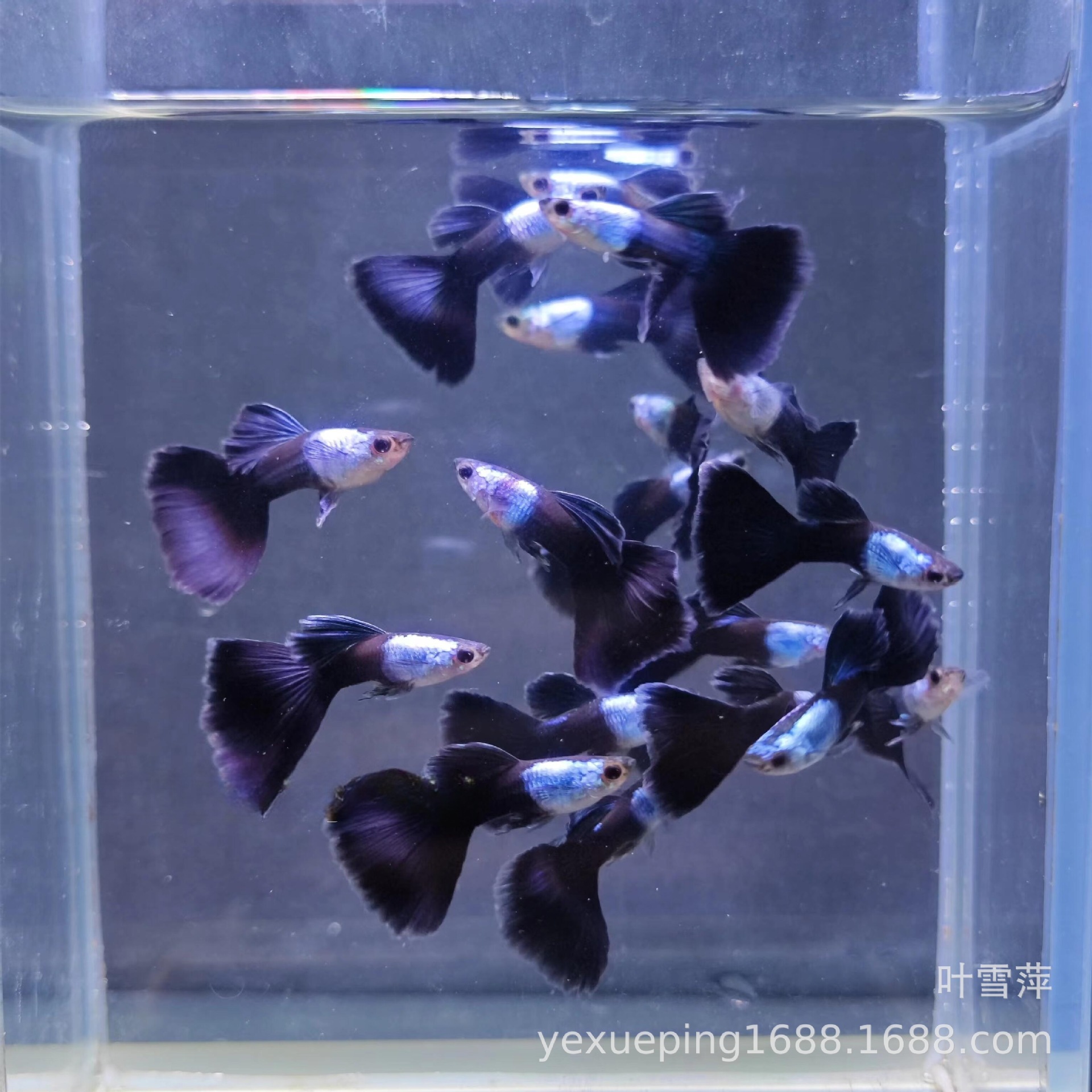 Tropical Fish Small Living Ornamental Fish Guppy Anchovies Brazil Red Fan Big Ear Lace Full Red Vivo Fish