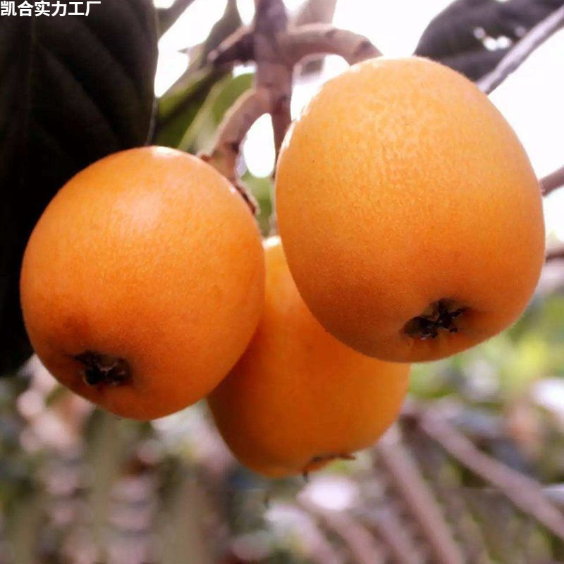 Fresh Seasonal Fruit from Miyi, Sichuan: Sweet High-Altitude Large Five-Star Loquat Mixed Batch