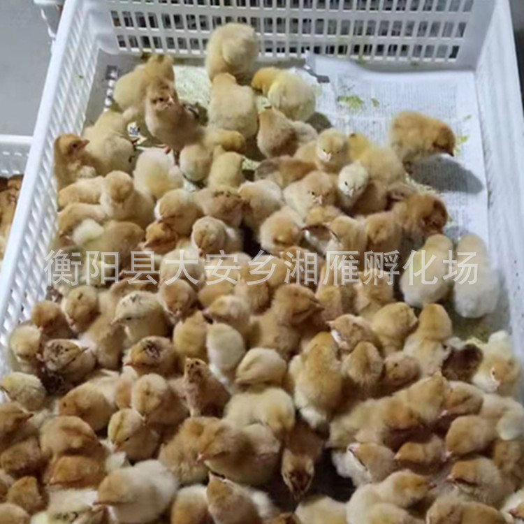 Kuai Dayang Broiler Male Seedlings and Female Seedlings Mixed Large Yellow Feathers 4.5kg Yellow Large Yellow Footed Chicken Seedlings Ma Huang K9/K901