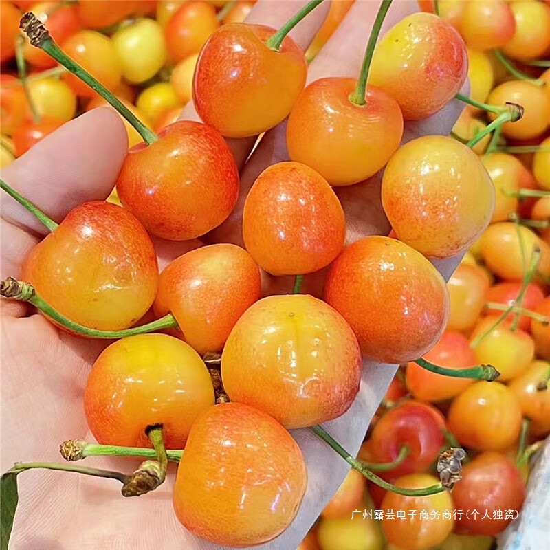 Shandong Yantai Citrine Large Cherry Yellow Honey Yellow Cherry Fresh Fruit Production 2.5kg Open-Air Seasonal