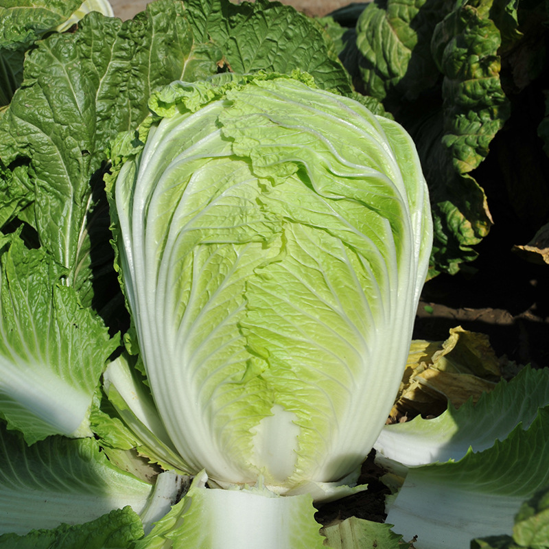 Source Manufacturer Wholesale Chinese Cabbage Seeds, Autum Baby Cabbage Seeds, Cabbage, Egg Yolk, Fire Phoenix Seeds