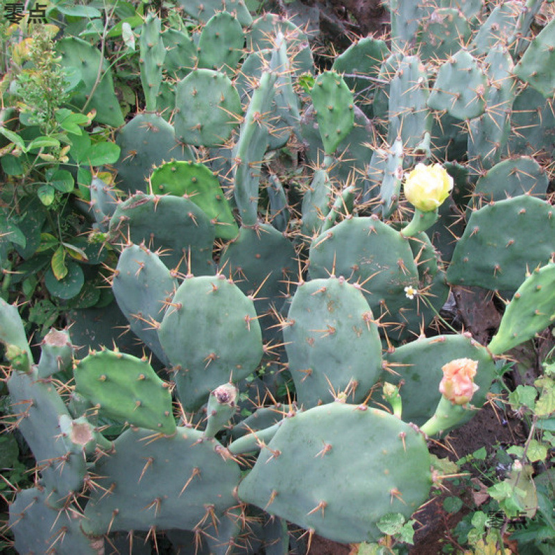 Fresh Fruits from Sanya, Hainan: Wild Cactus Fruit, Fairy Peach, 1.0kg /5 Dried Fruits, Freshly Picked and Sold