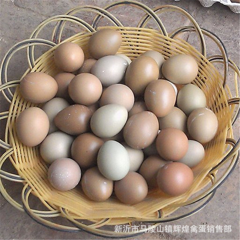 Large Wholesale Fresh Wild Eggs, Colorful Wild Eggs, Colorful Mountain Eggs, Large Quantity, Excellent Price, Fresh Guarantee