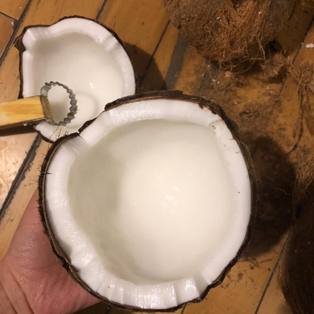 Hainan Fruit Old Coconut Extra Large Fruit Starting from 1.0kg Per Piece Coconut Green Coconut Treasure Thick Flesh Wholesale