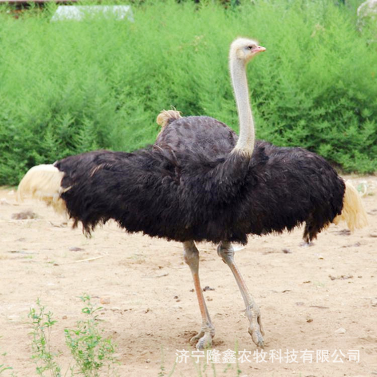 Декоративные взрослые африканские страусы, австралийские эму, готовые к поставке, оптовая продажа страусиных яиц, мясо страуса, страусиная ферма