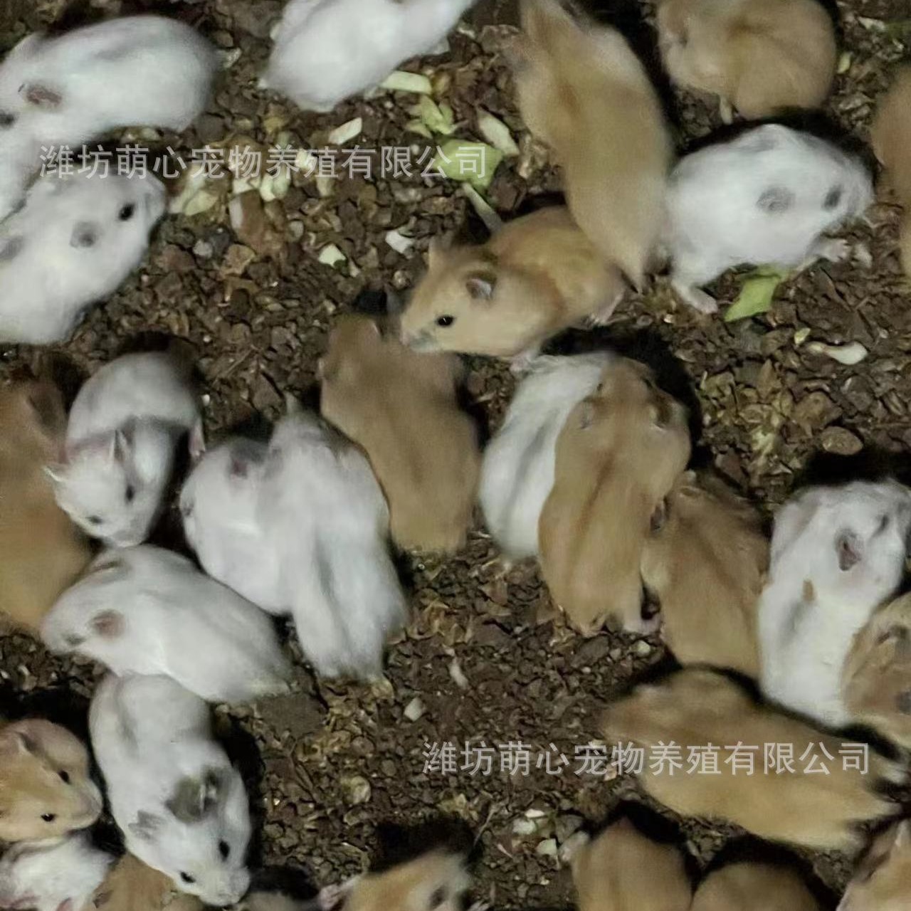 Hamster Wholesale Stall Set Live Three-Line Purple Warehouse Pudding Silver Fox Parents-In-Law Milk Tea Small Hamster Wholesale Golden Fox