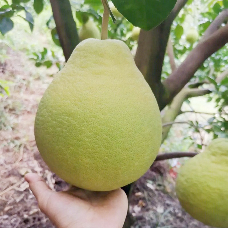 One-Piece Drop-Shipping Meizhou Shatian Pomelo Saplings for Northern and Southern Courtyards, Extra-Large Fruit Potted Grafted White-Heart Sweet Pomelo Saplings