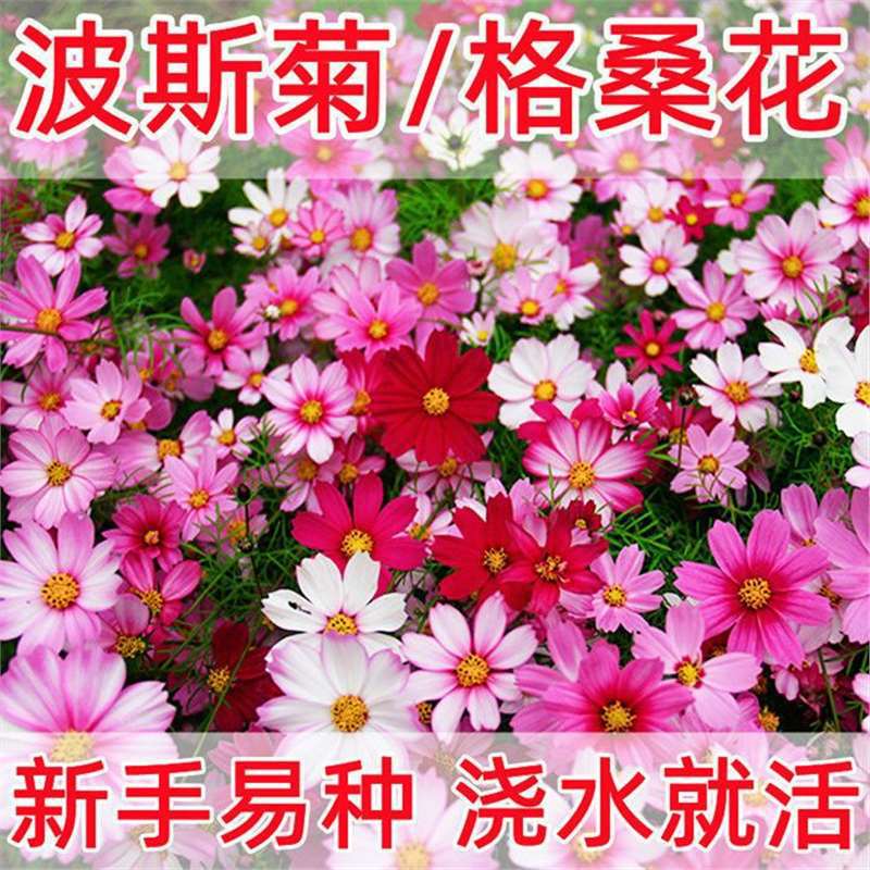 Cosmos Flower Seeds, Gesang Flower Seeds, Spring and Summer Blooming Easy-To-Live Flower Seeds, Courtyard Four-Season Wildflower Combination Seeds