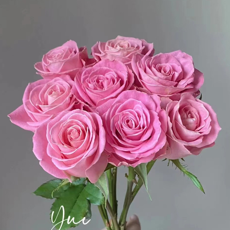 Daily Updated Base Color Rose Kunming Rose Wedding Stall Flower Basket Vase Bucket South Base Flower Wholesale